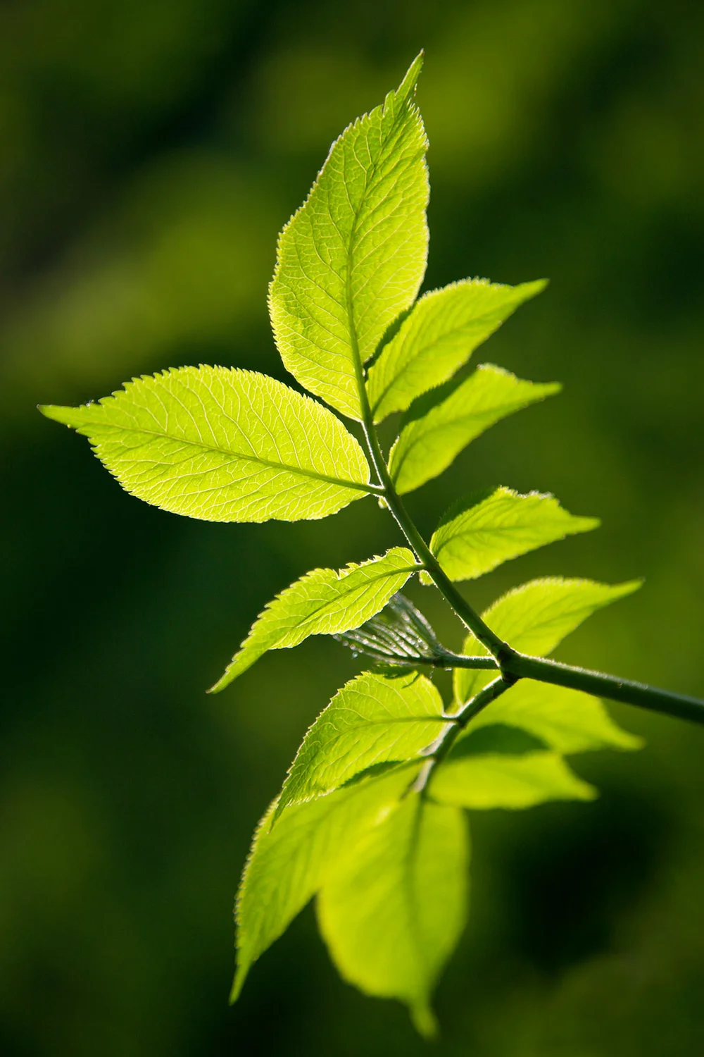 Elder leaves in Spring