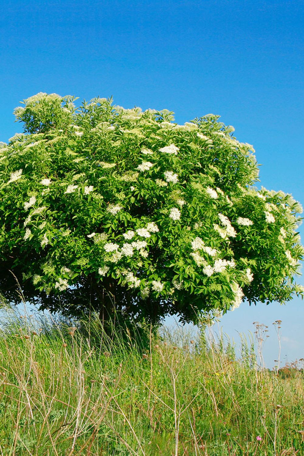 The Many Uses and Characteristics of the Elder Tree