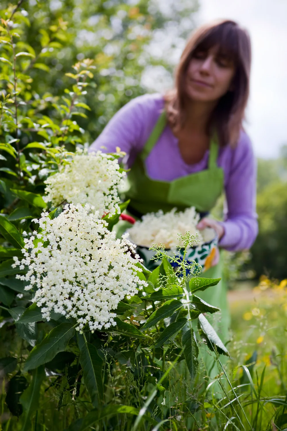 Woman picking elderflowers