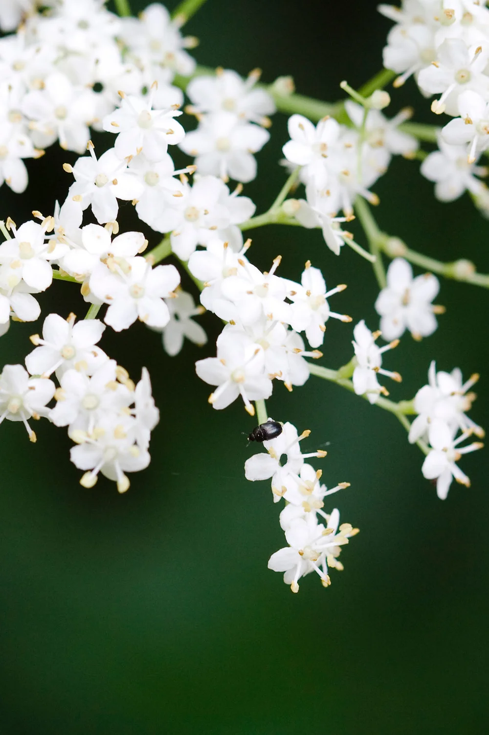 Elder blossoms on branch