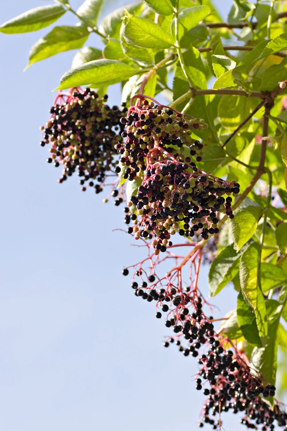 Elderberries and leaves on branch