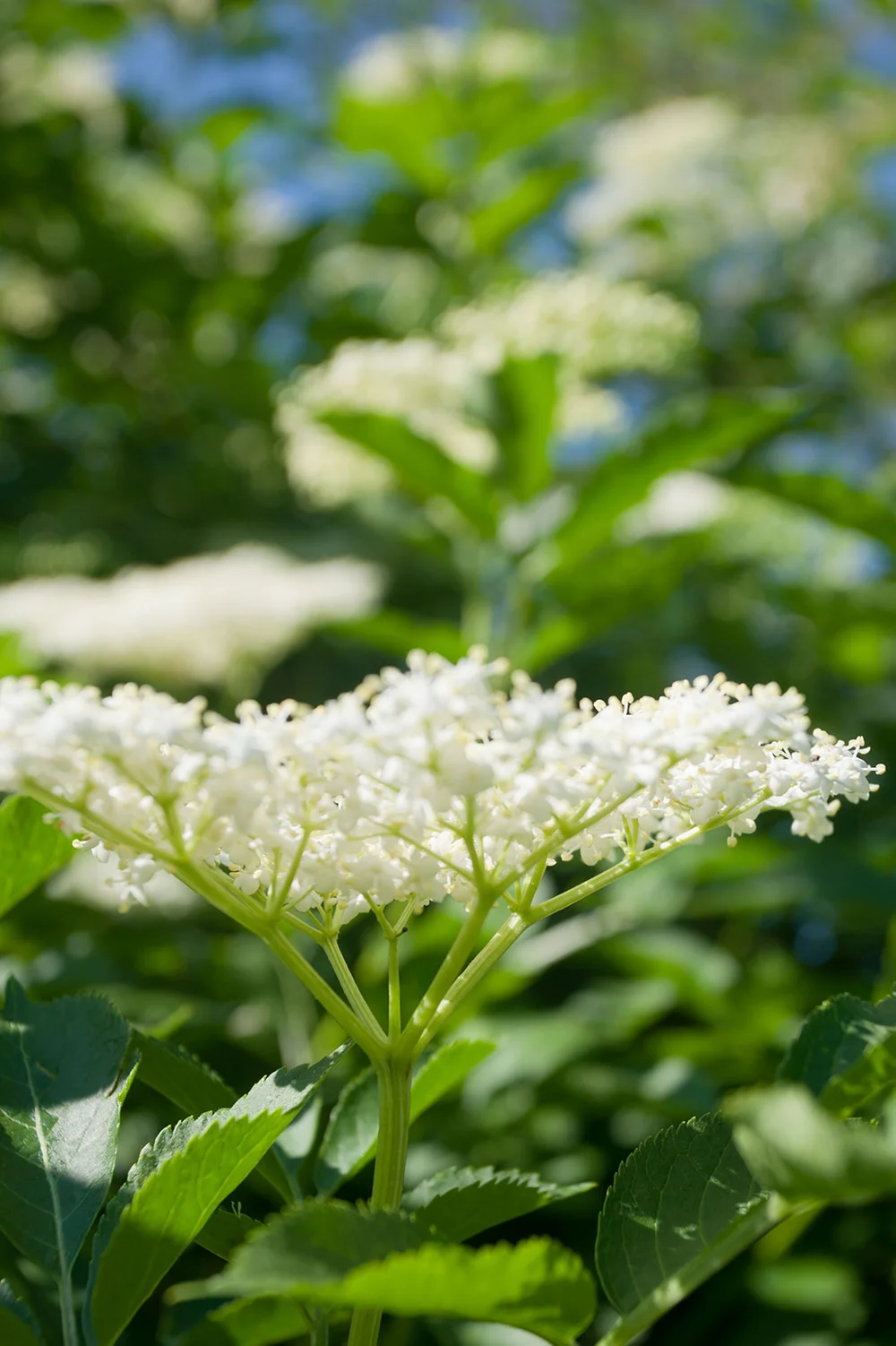 Elderflowers on branch