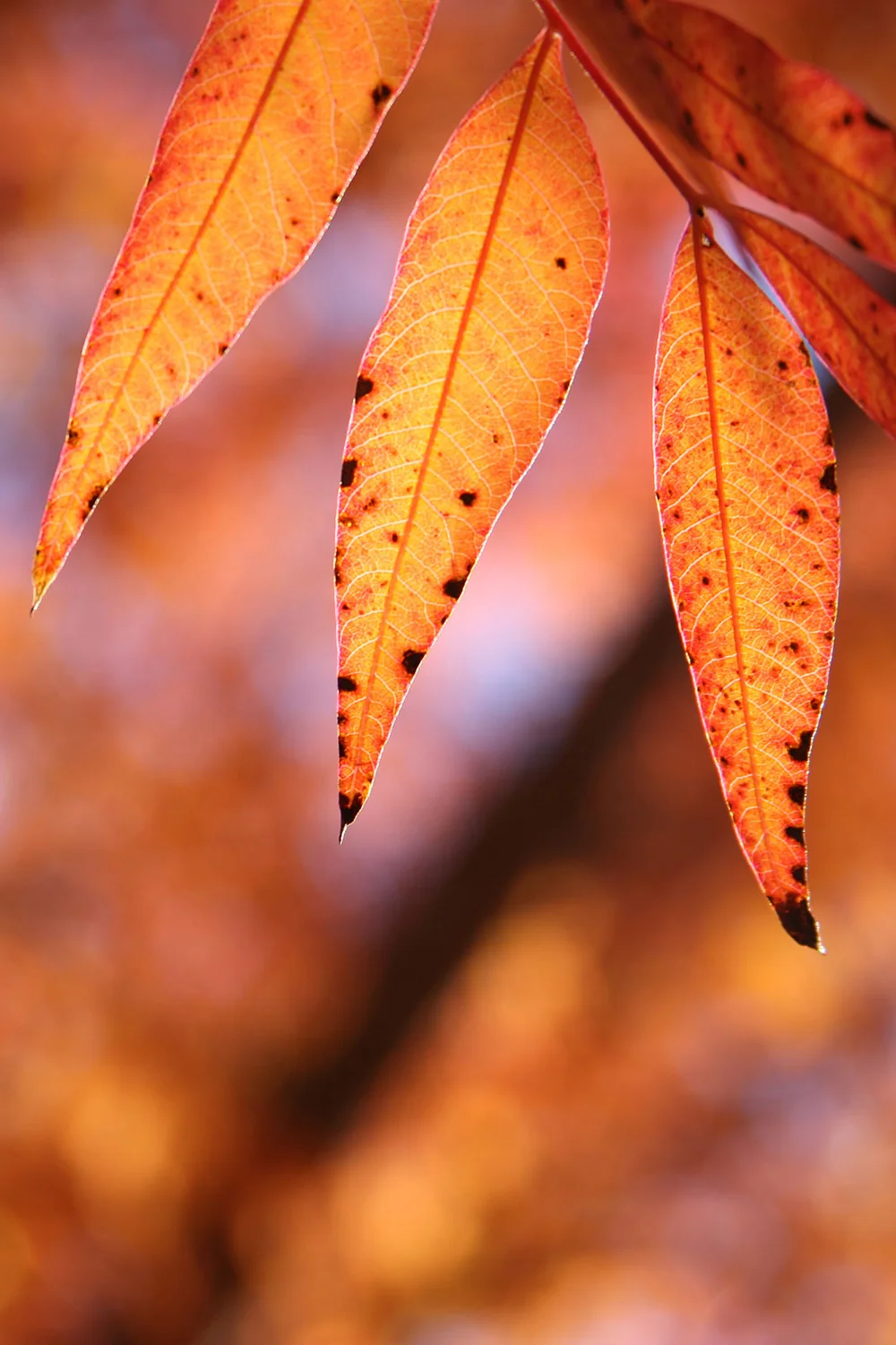 Orange Elder leaves in Fall