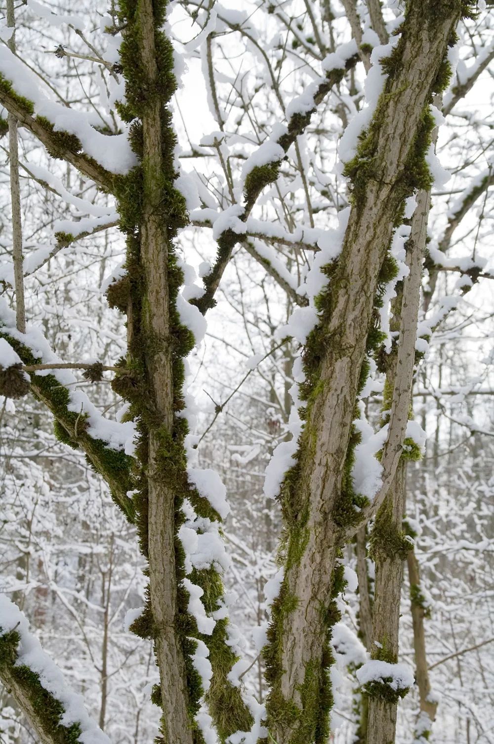 Elder trees in winter