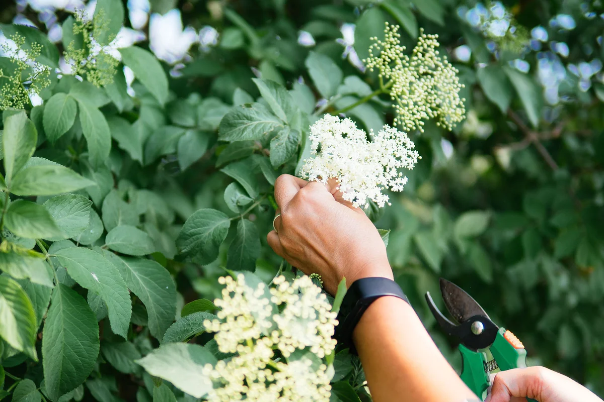 Woman pruning elderflowers in garden