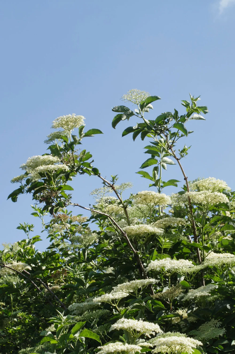 White Elderflowers on tree