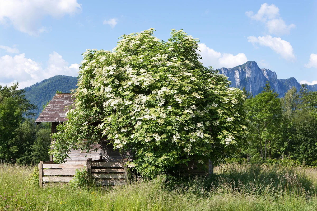 Blooming Elder bush