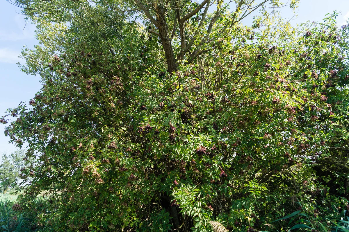 Black Elder trees with ripe berries