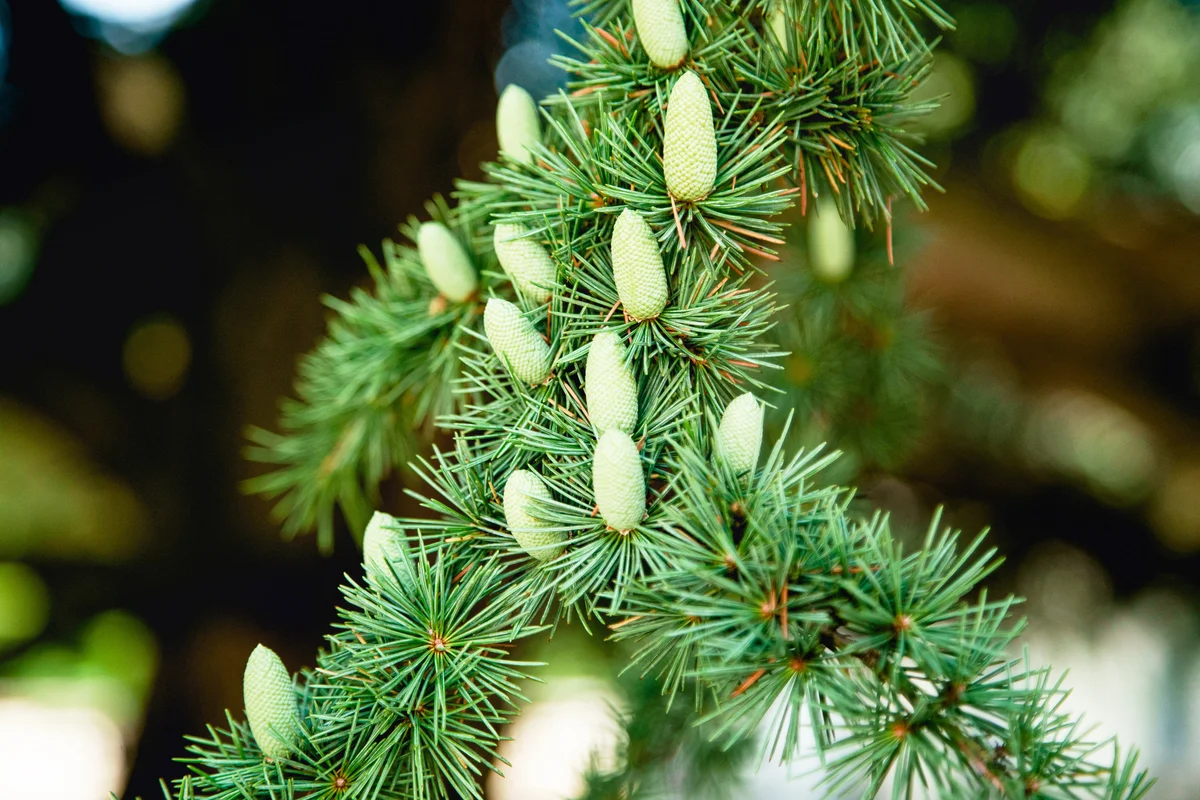 Green cones of lebanese cedar tree