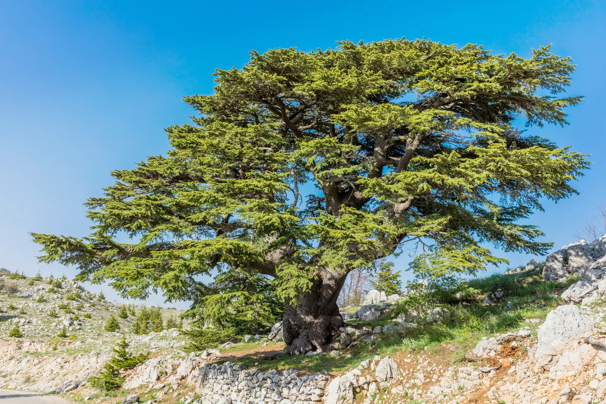 Nature Reserve Barouk Lebanon