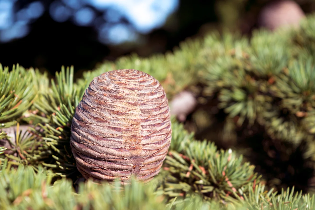Cone of a cedar tree