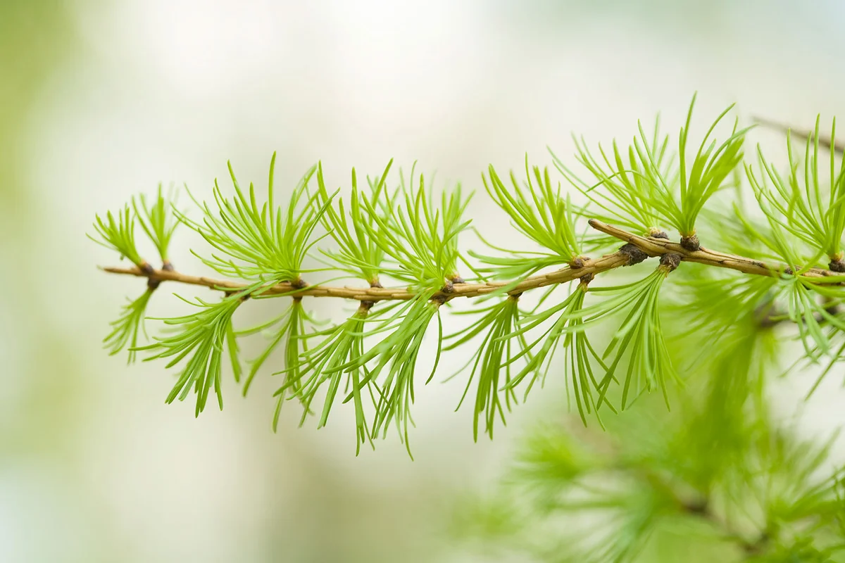 Larch branch with green needles