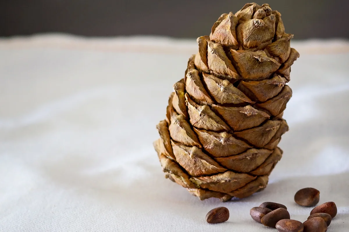 cone and seeds