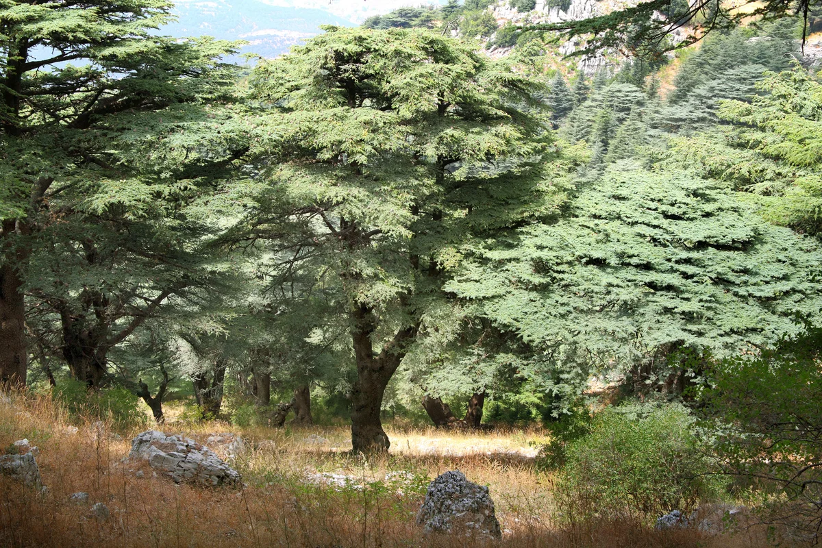 Cedar Forest