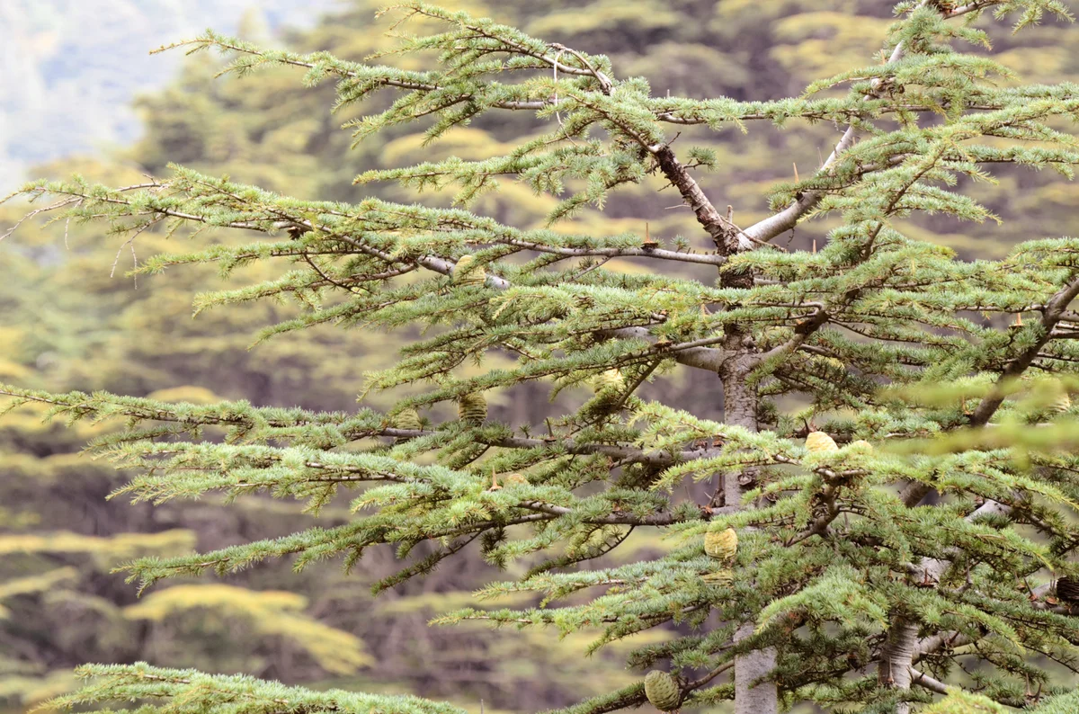 Cedar of Lebanon