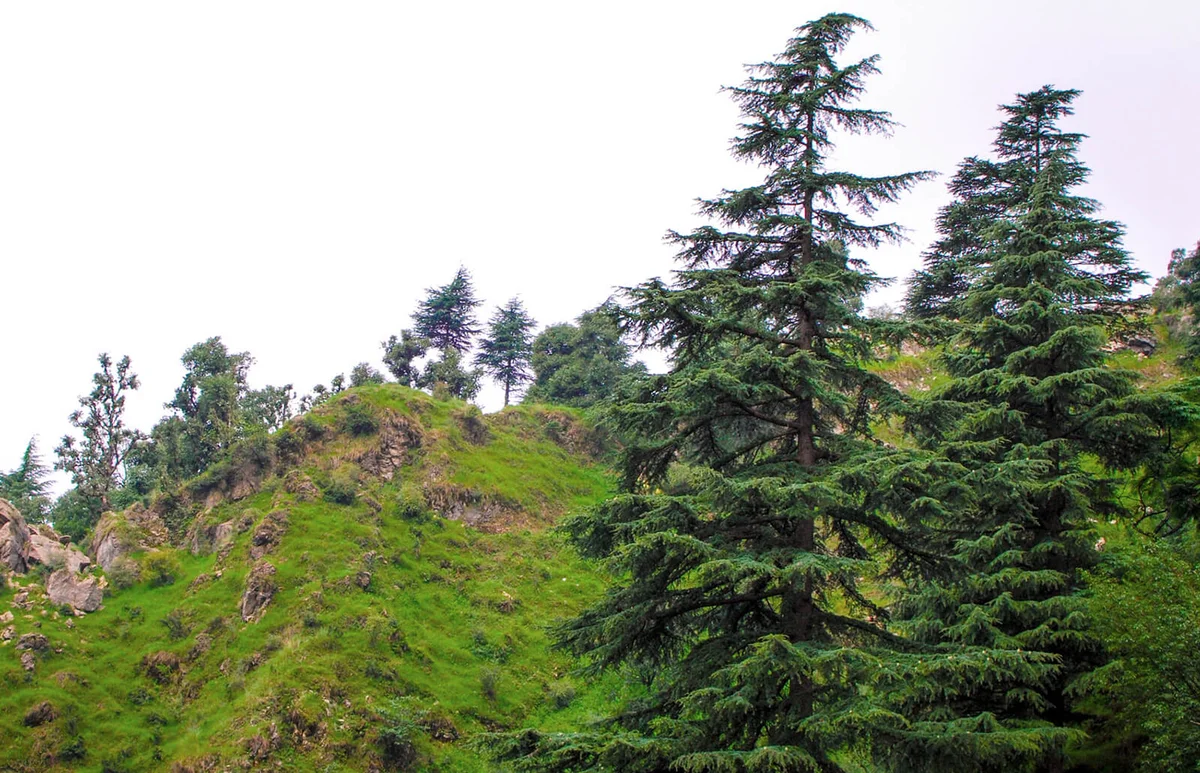 Himalayan Pinus