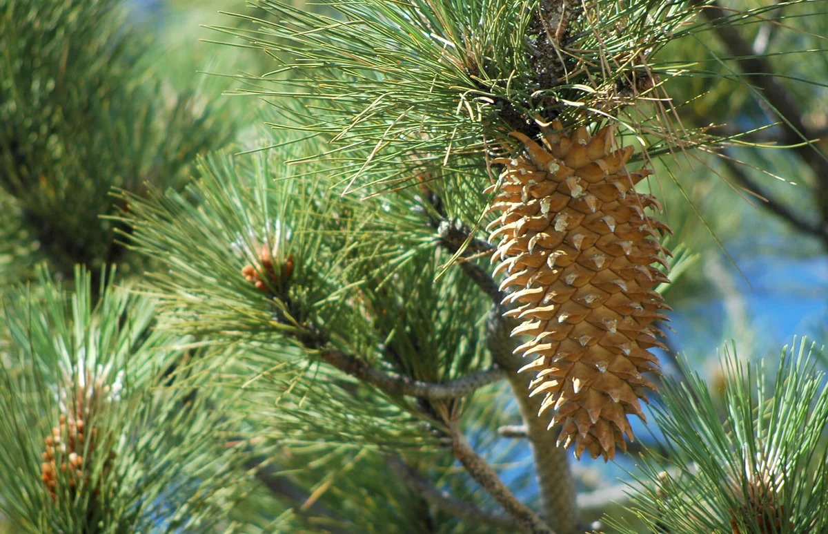 Pinus Coulteri