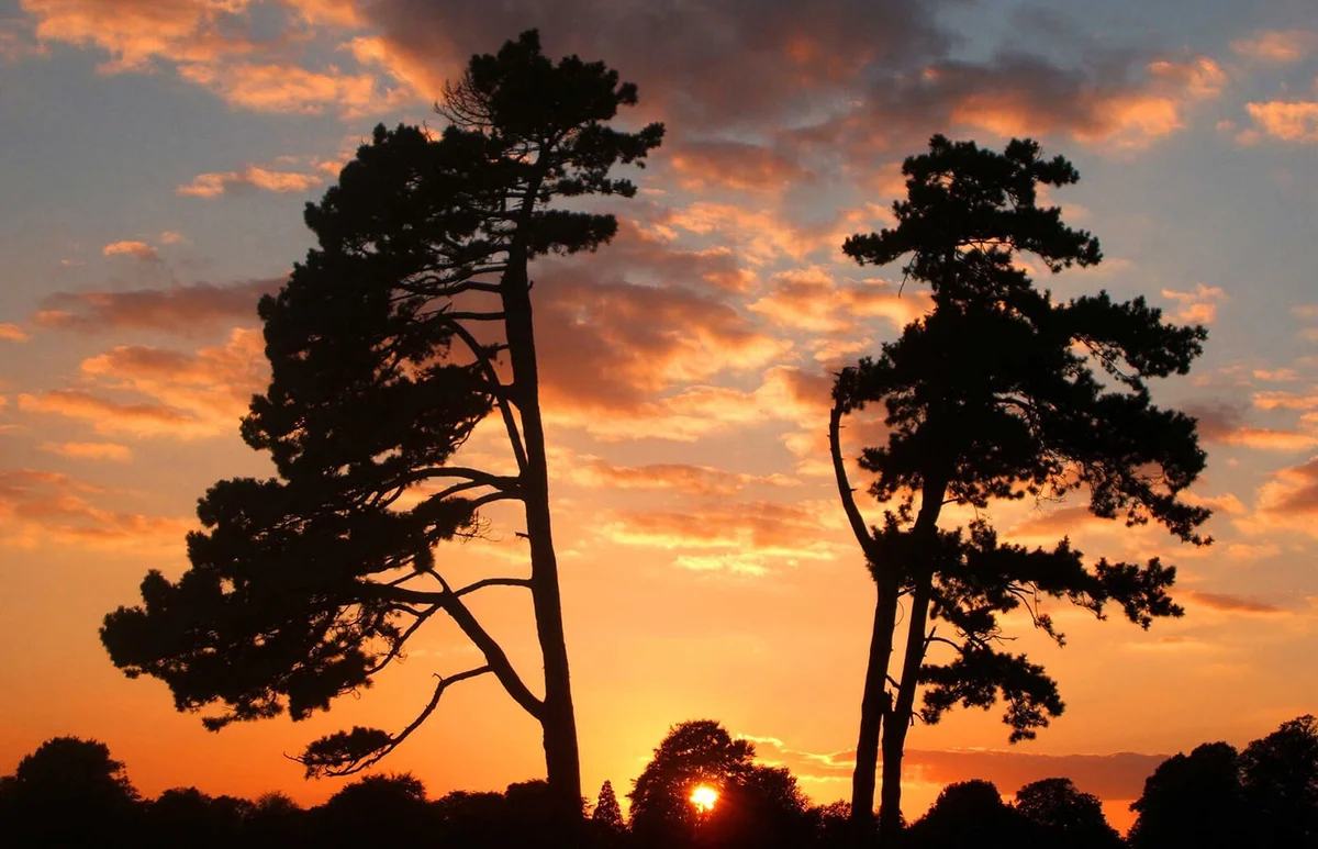 Austrian Pine
