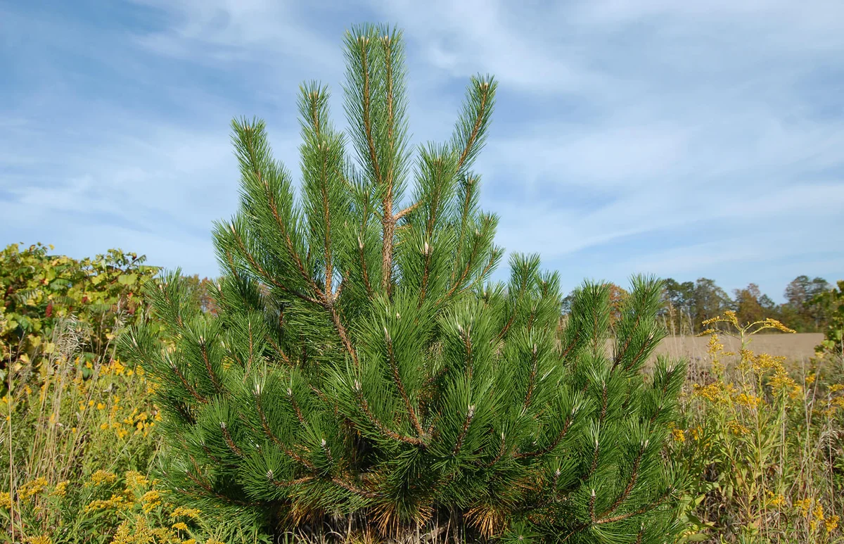 Black Pine
