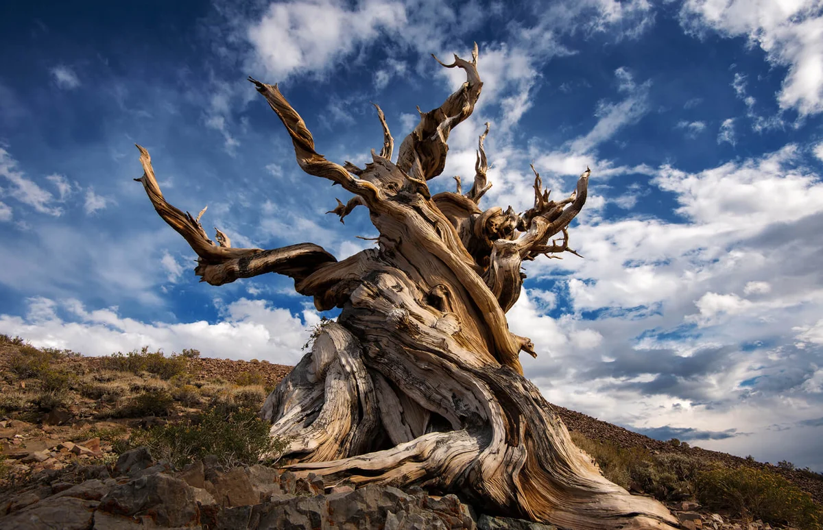 Bristlecone Pine