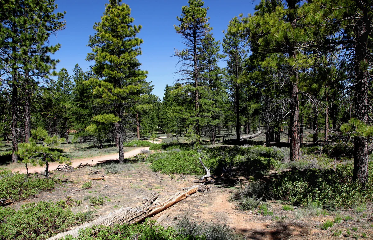 Ponderosa Pine