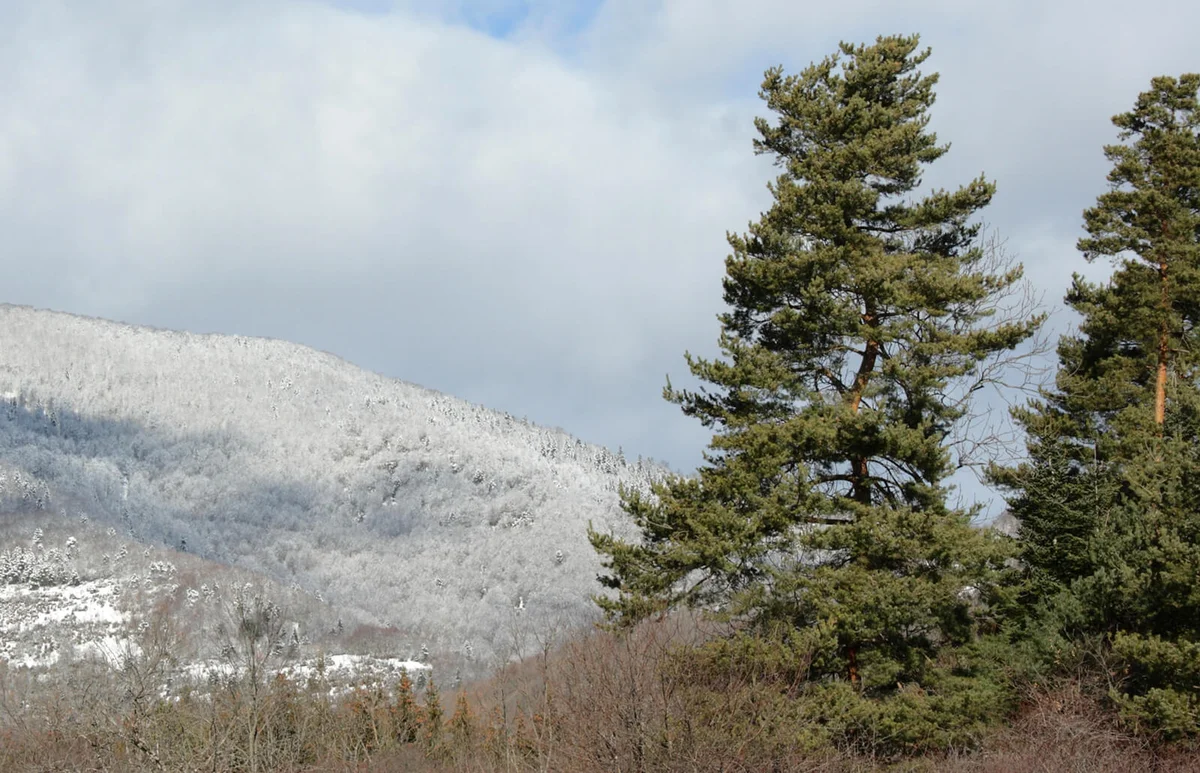 Scotch Pine