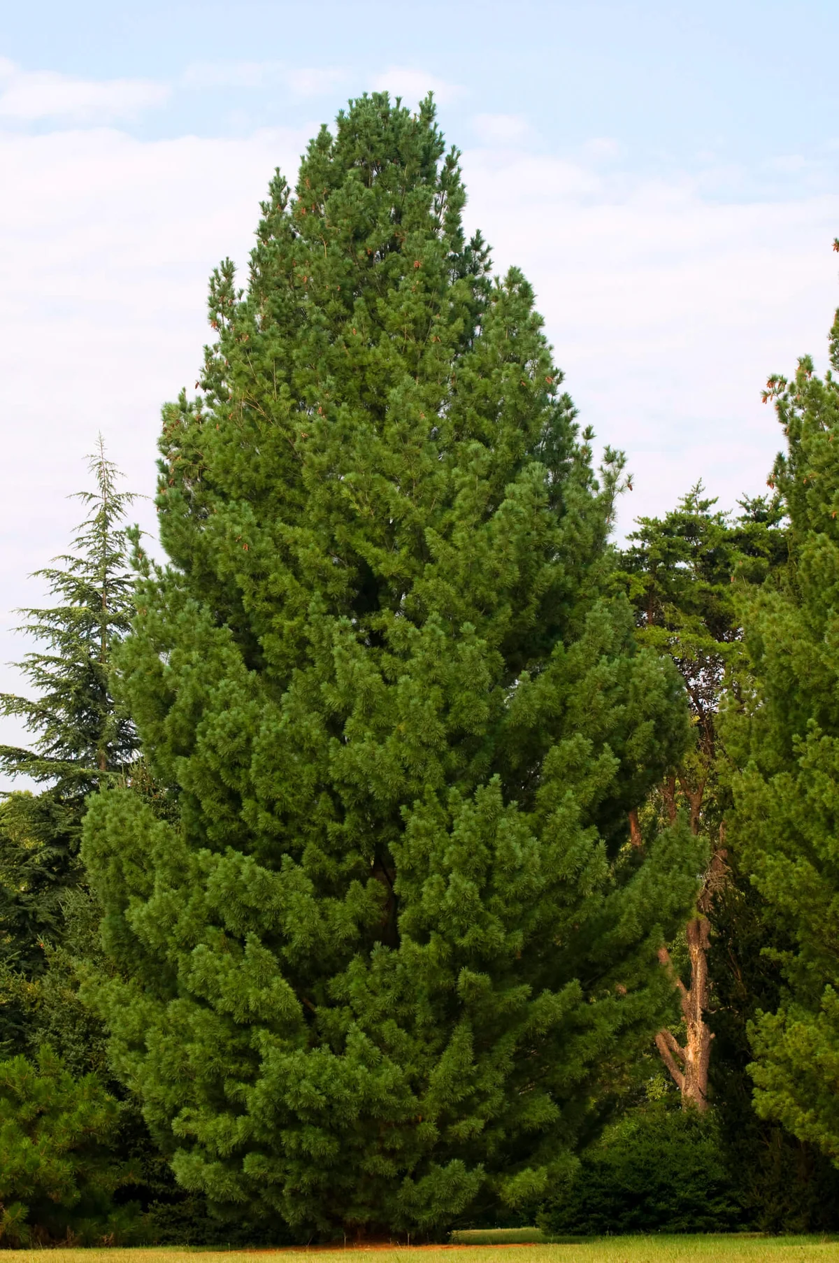White Pine