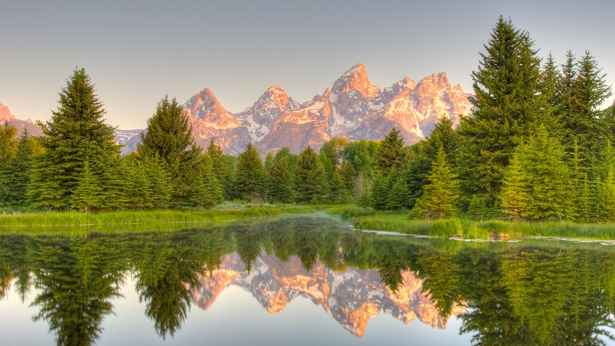 Exploring the Majestic World of Pine Trees
