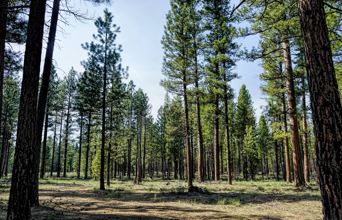 Western Yellow Pinus