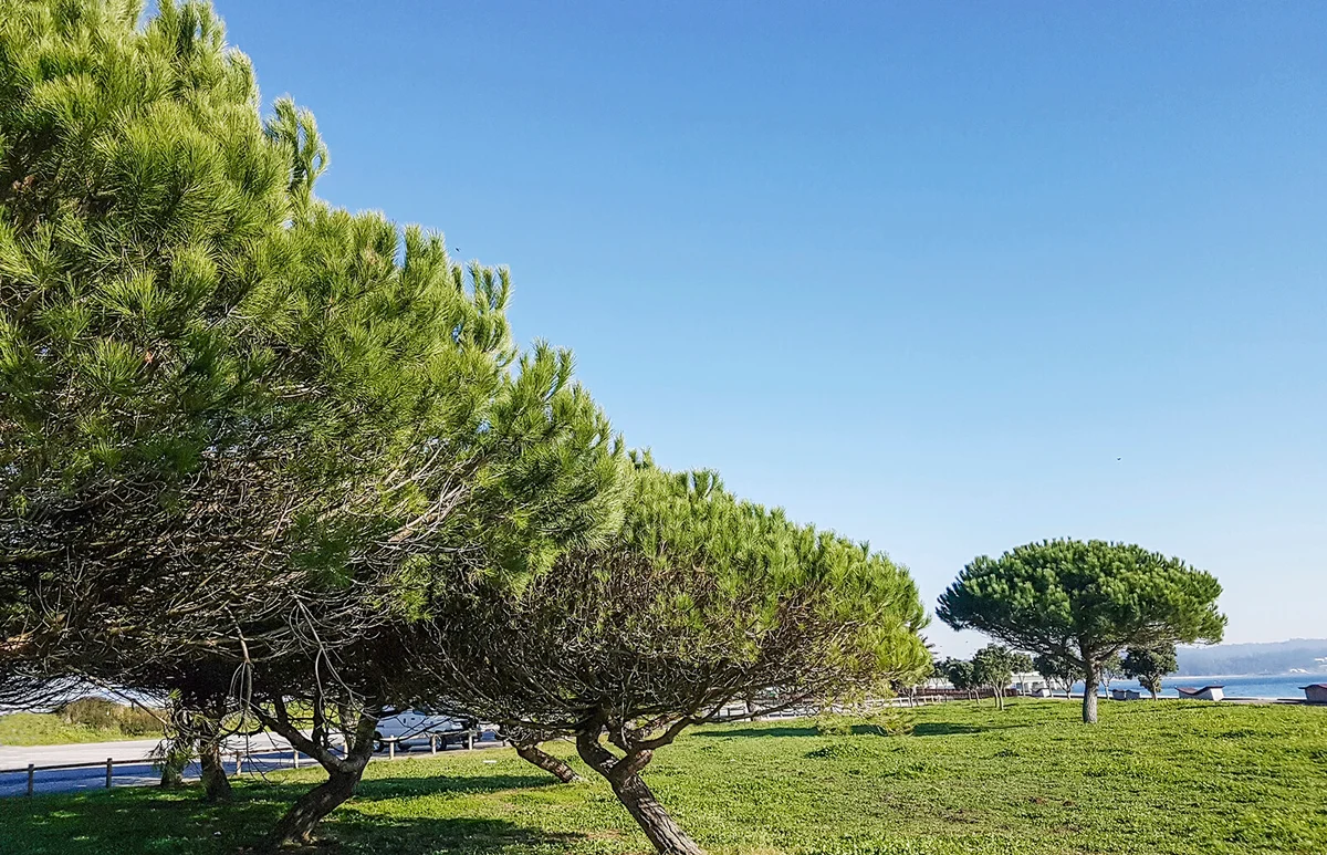 Stone Pinus
