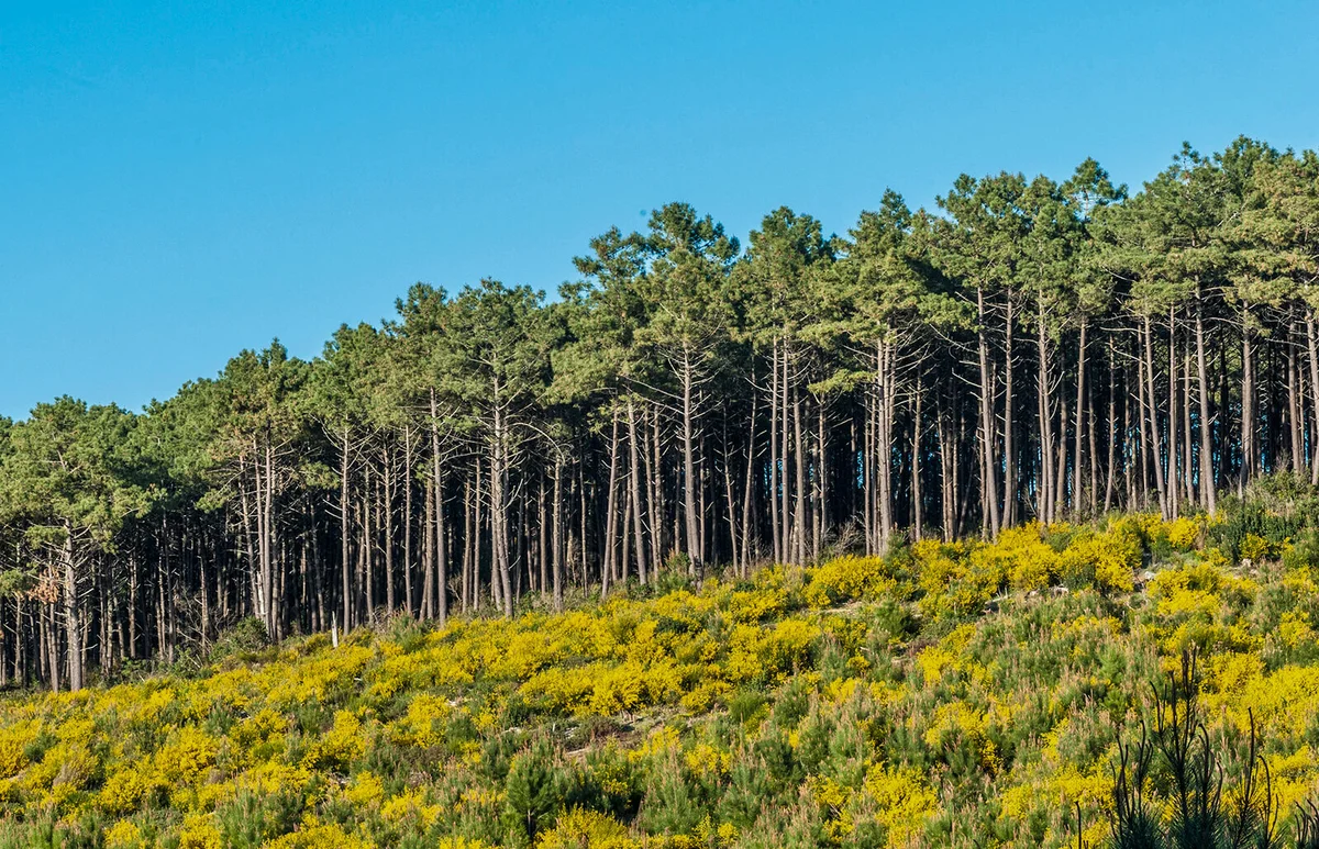 Cluster Pinus