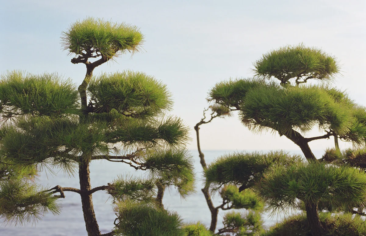 Pinus Parviflora