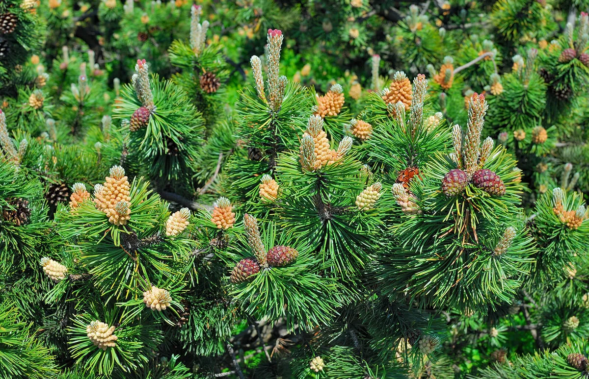 Mountain Pinus