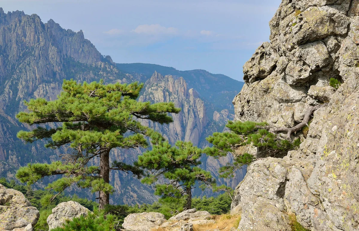 Corsican Pinus