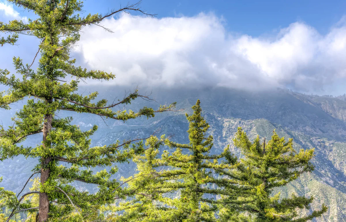 Sugar Pinus