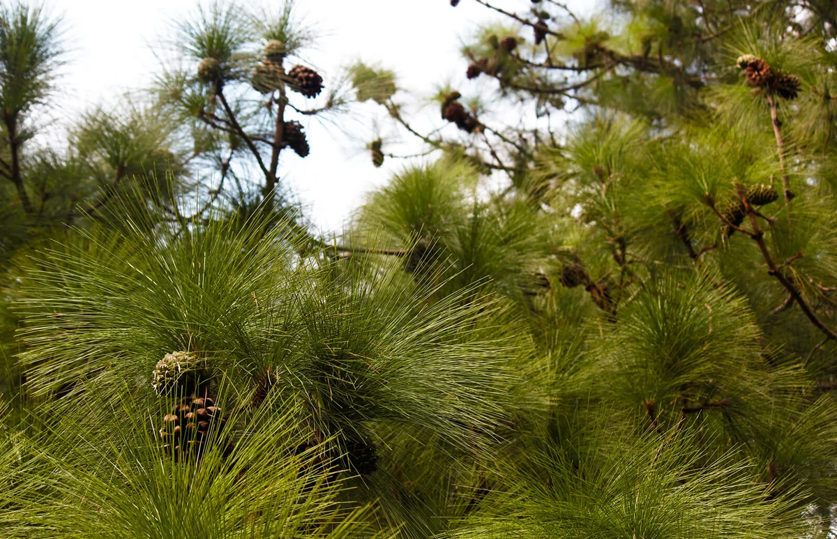 Monterey Pinus