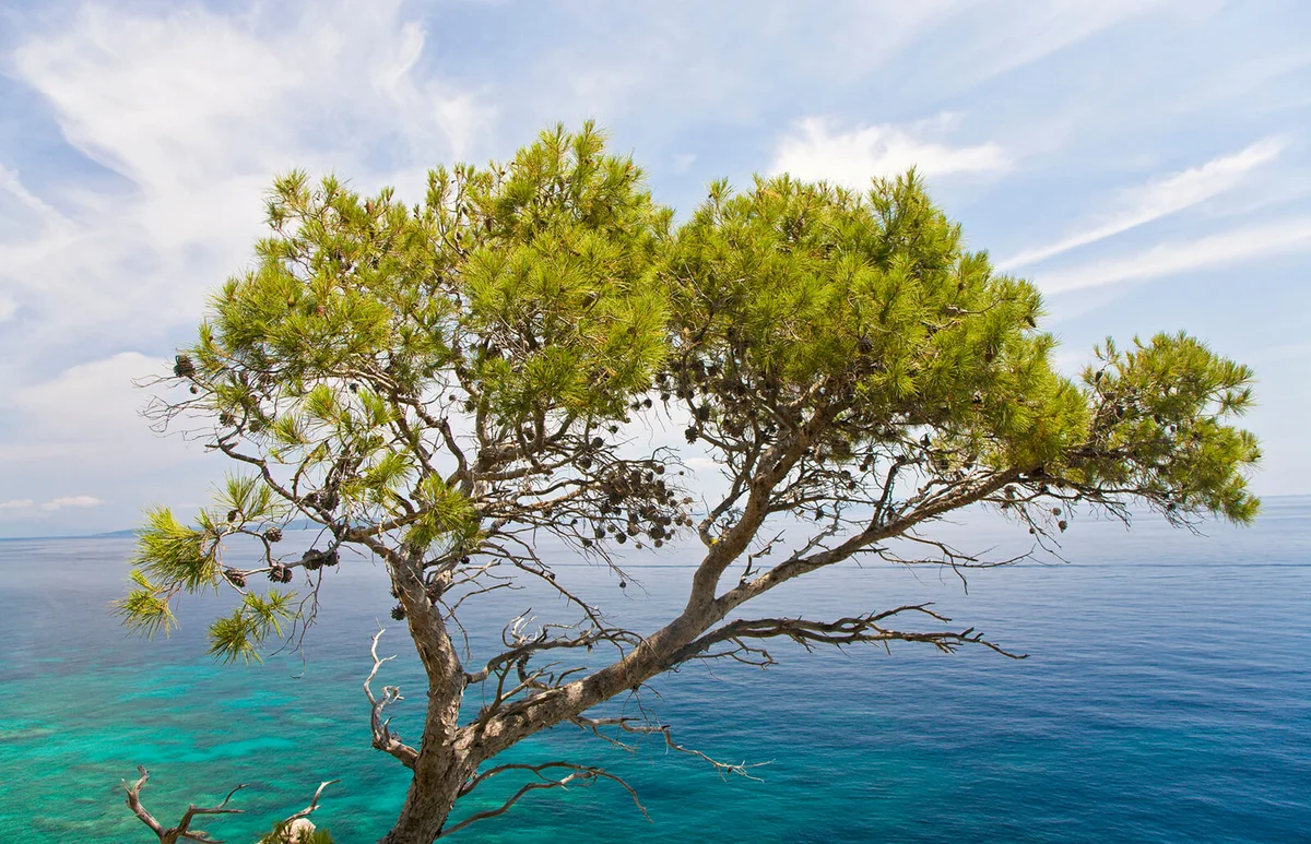 Jerusalem Pinus