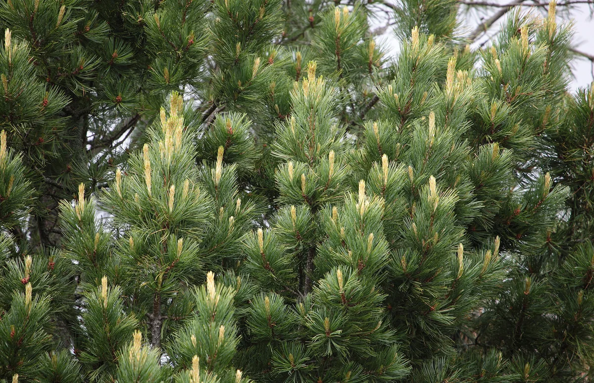 Swiss Pinus