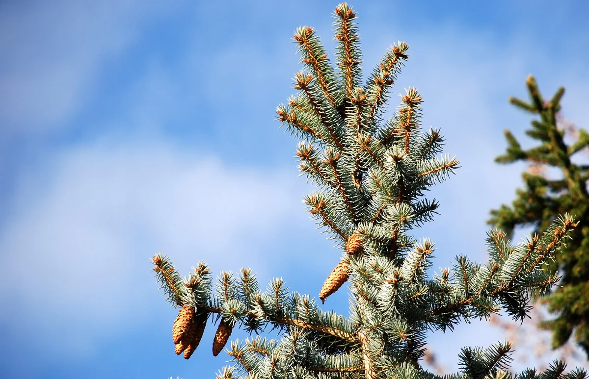 Grey-leaved Pinus