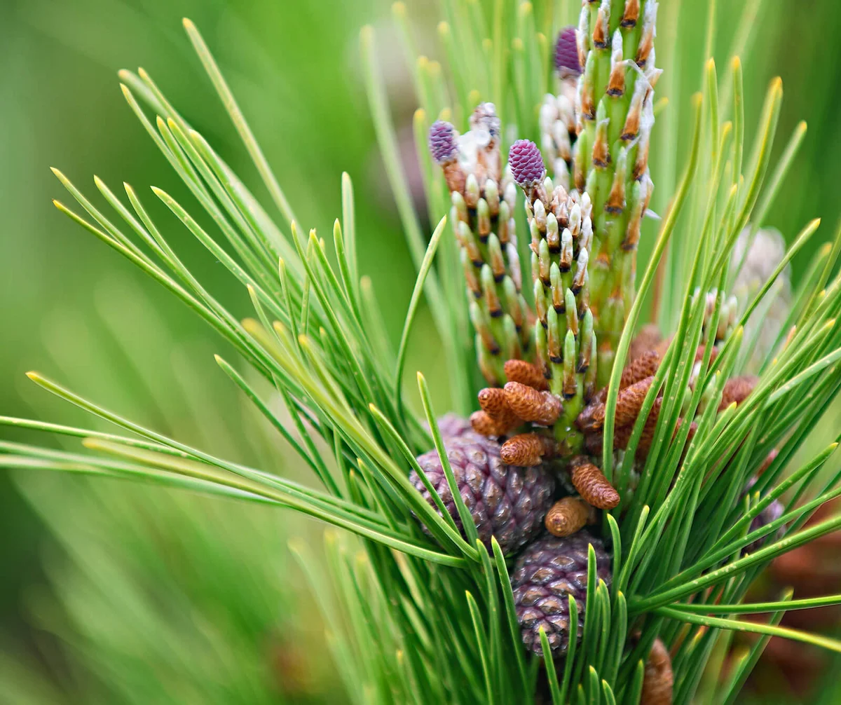 Torch Pinus