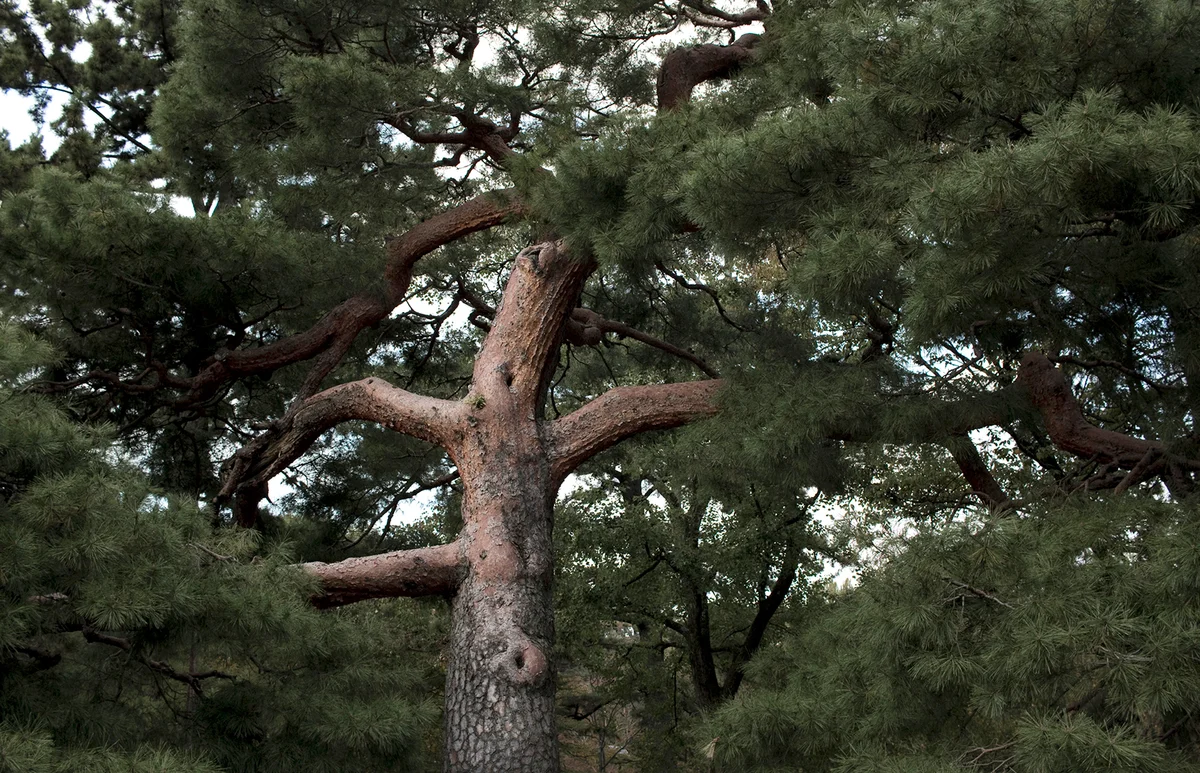 Red Pinus