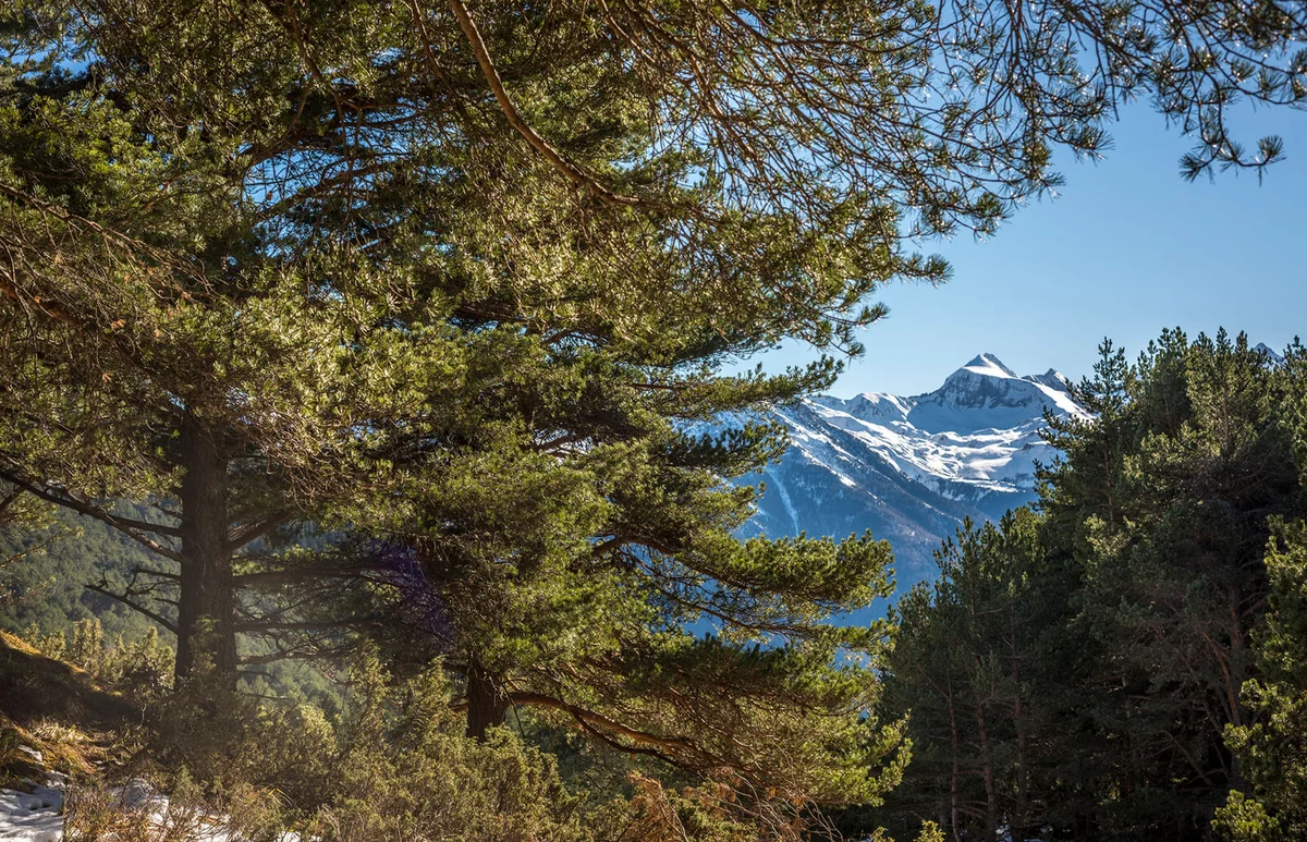 Pyrenean Pinus