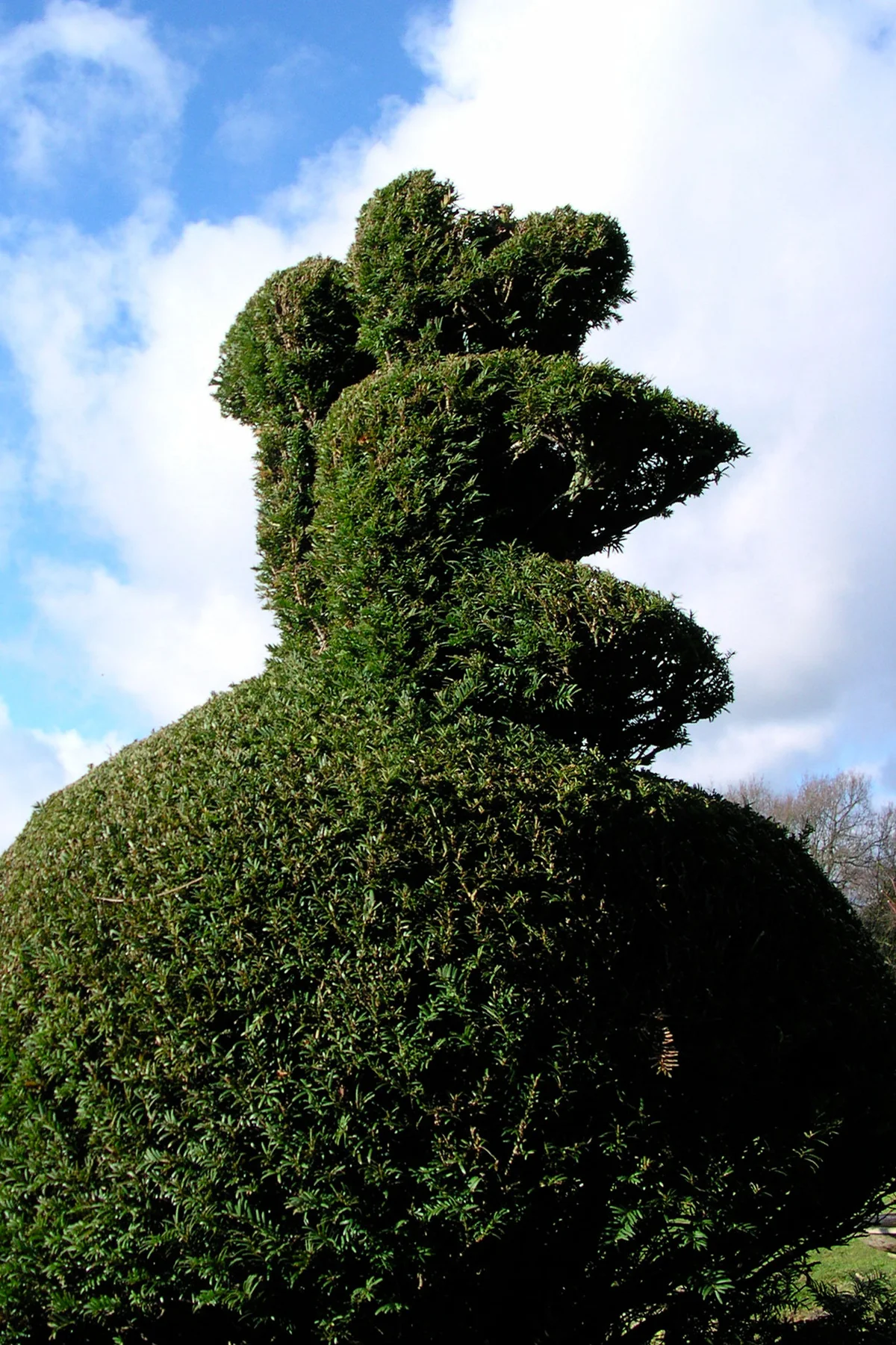 Yew tree topiary