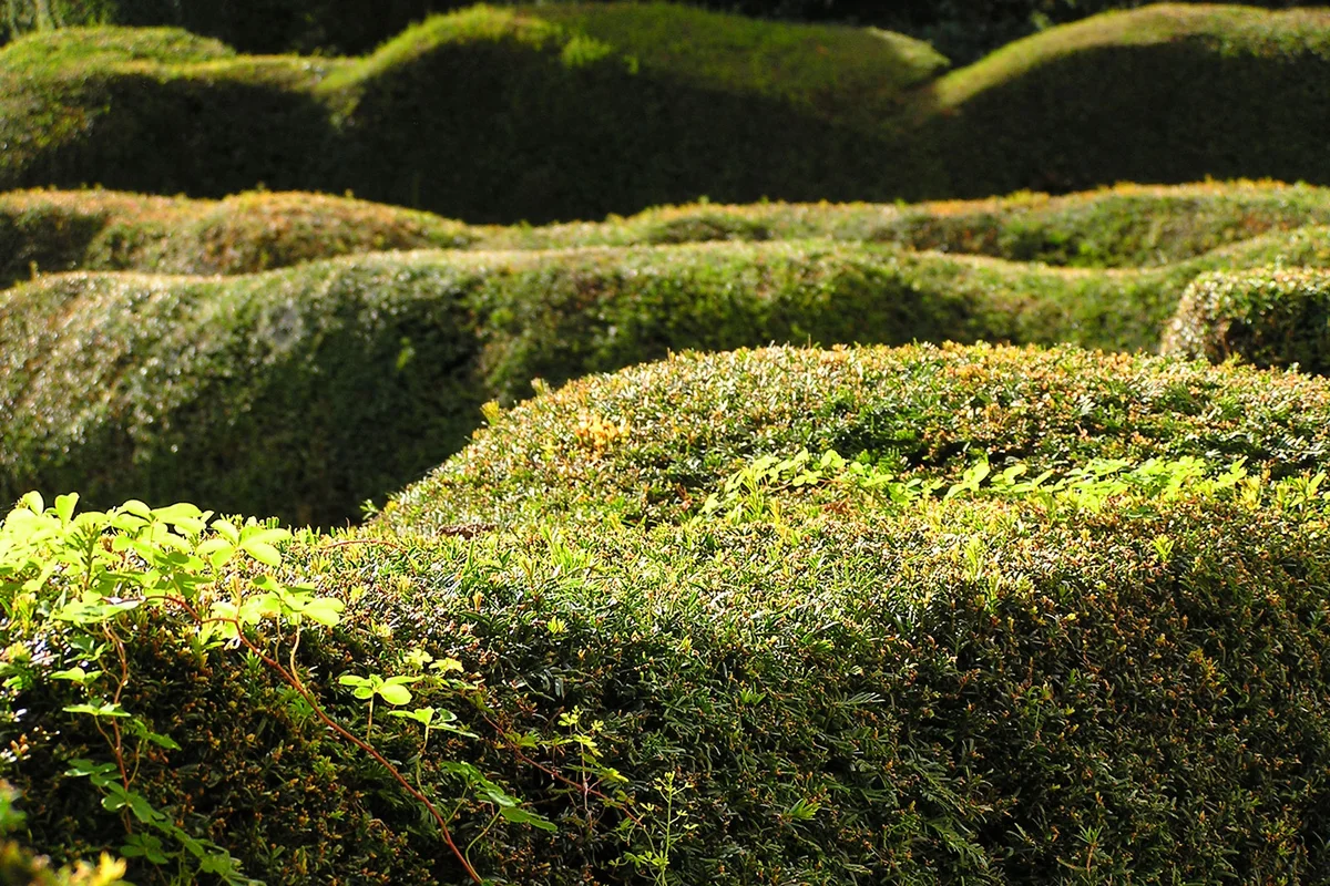 Rounded yew tree hedges