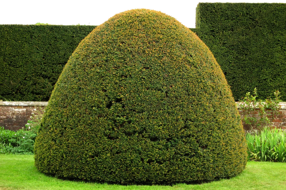 Clipped yew tree in dome shape