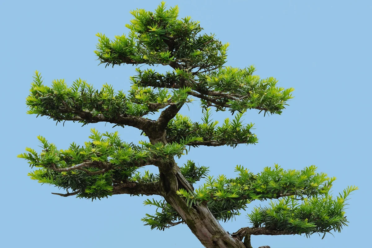 Trimmed yew tree bonsai
