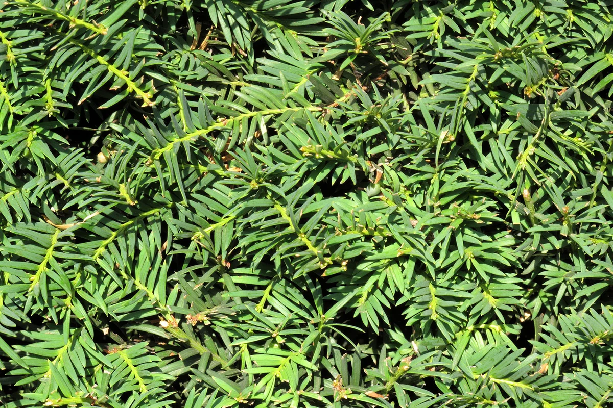 Yew hedge closeup of leaves