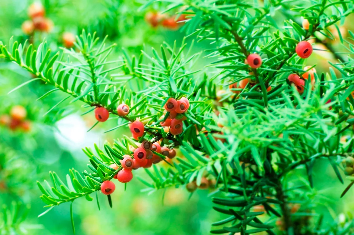 Yew branches with red berries