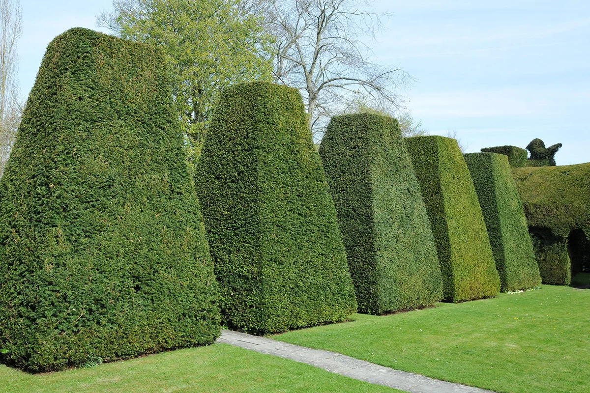 Yew topiary trees in formal garden