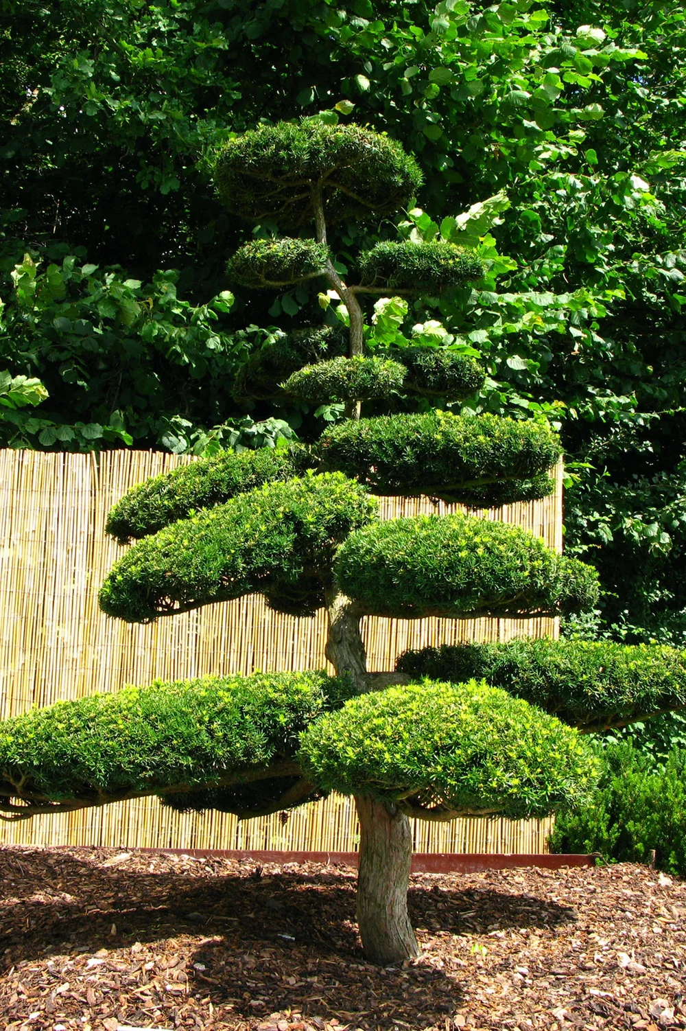 Trimmed Japanese yew tree